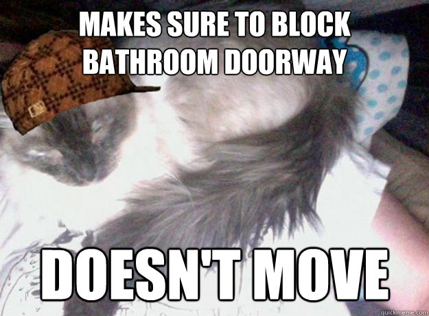 makes sure to block bathroom doorway doesn't move - makes sure to block bathroom doorway doesn't move  Scumbag Kitty