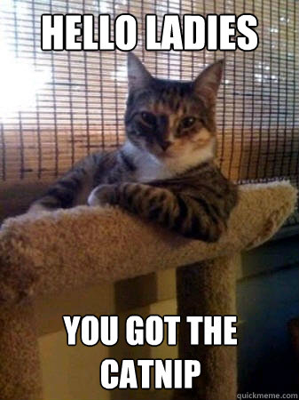 hello ladies  you got the catnip  The Most Interesting Cat in the World