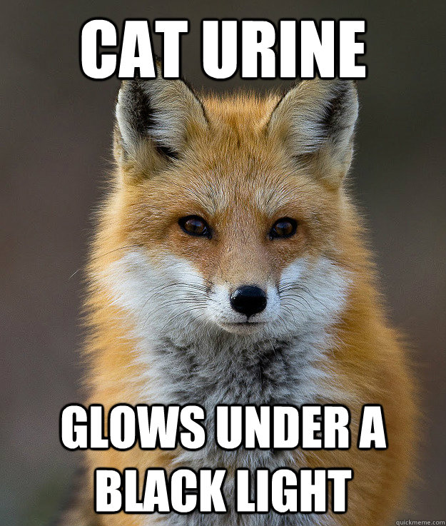 Cat urine glows under a black light  Fun Fact Fox