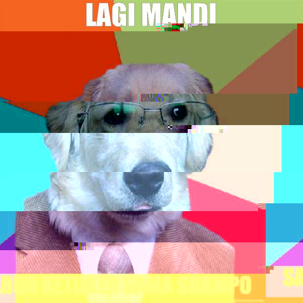 Lagi mandi
 Sabun ketuker sama shampo  Business Dog