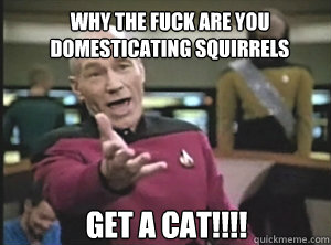 Why the fuck are you domesticating squirrels  GET A CAT!!!!  Annoyed Picard