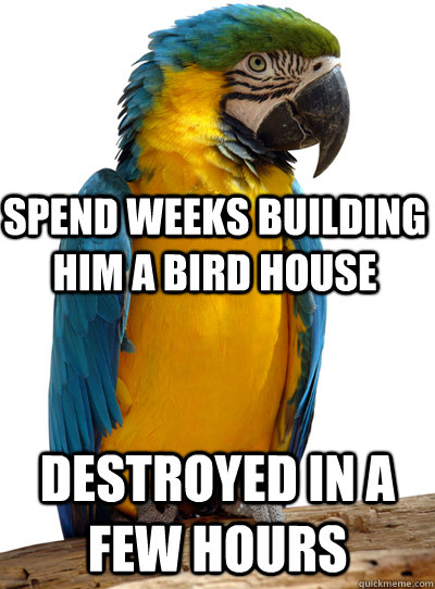  Destroyed in a few hours Spend weeks building him a bird house -  Destroyed in a few hours Spend weeks building him a bird house  Scumbag Pet Parrot