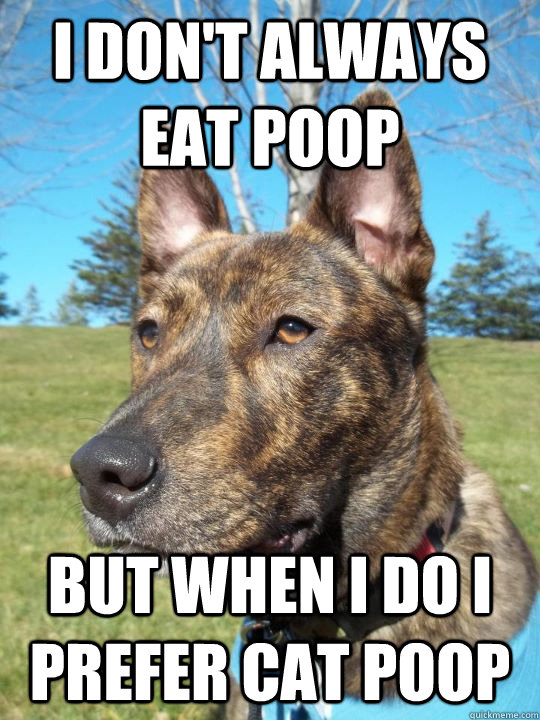 I Don't always eat poop But when I do I prefer cat poop - I Don't always eat poop But when I do I prefer cat poop  Deep thinking dog