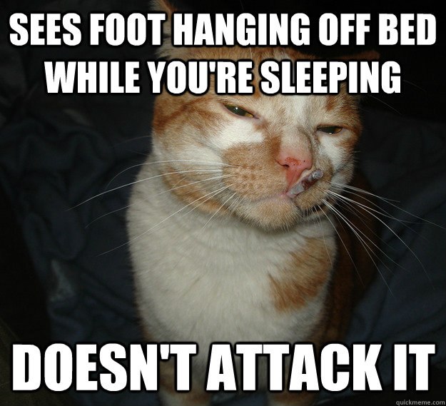 Sees foot hanging off bed while you're sleeping Doesn't attack it  Cool Cat Craig