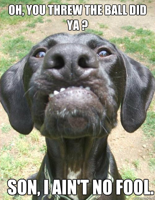 Oh, you threw the ball did ya ? Son, I ain't no fool.  Grumpy ol dog