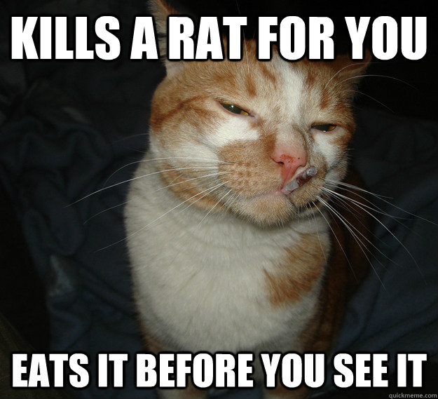 KILLS A RAT FOR YOU EATS IT BEFORE YOU SEE IT  Cool Cat Craig