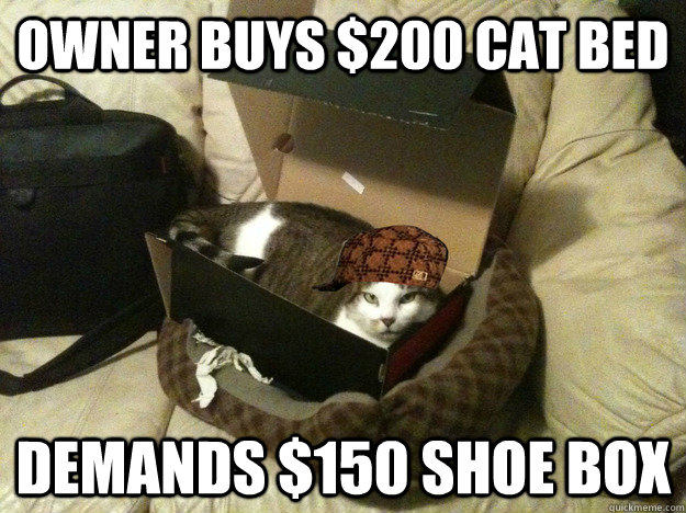 Owner buys $200 cat bed demands $150 shoe box   scumbag cat box