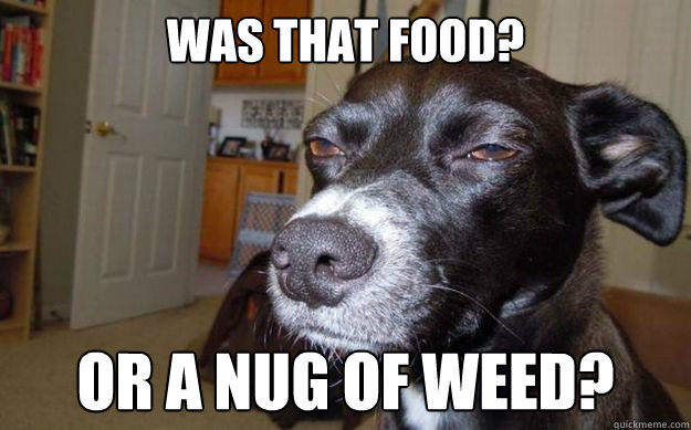was that food? or a nug of weed?  Skeptical Mutt