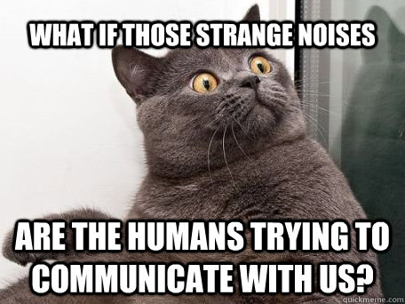 What if those strange noises are the humans trying to communicate with us?  conspiracy cat