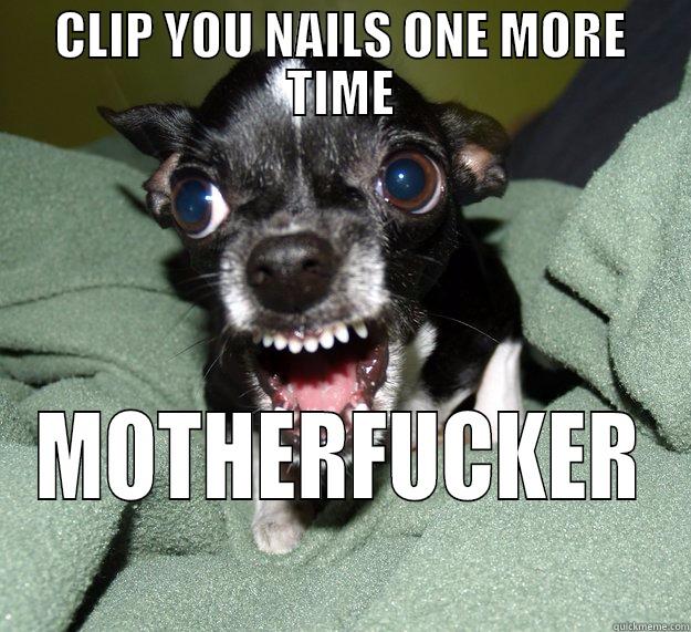 CLIP NAILS - CLIP YOU NAILS ONE MORE TIME MOTHERFUCKER Chihuahua Logic