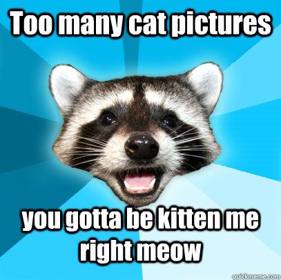 Too many cat pictures you gotta be kitten me right meow  Lame Pun Coon
