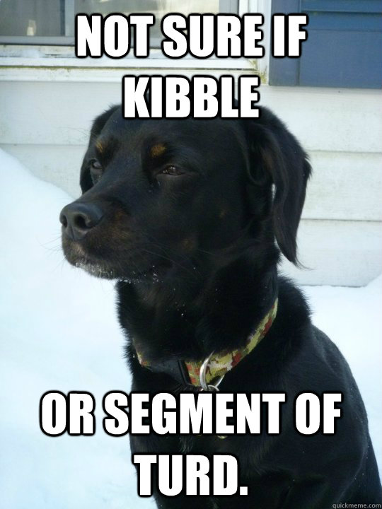 Not sure if kibble or segment of turd.  - Not sure if kibble or segment of turd.   Philosophical Puppy