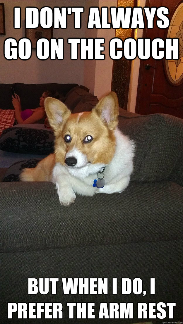 I don't always go on the couch but when I do, I prefer the arm rest - I don't always go on the couch but when I do, I prefer the arm rest  Most Interesting Dog On The Couch