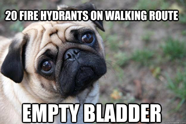 20 fire hydrants on walking route empty bladder  First World Dog problems