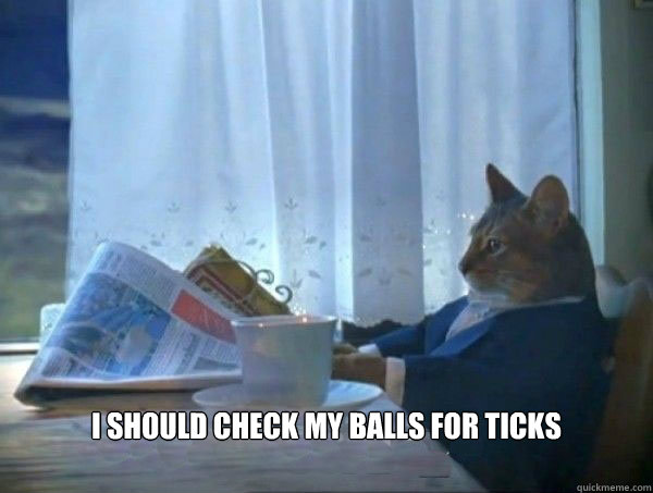  I should check my balls for ticks  morning realization newspaper cat meme