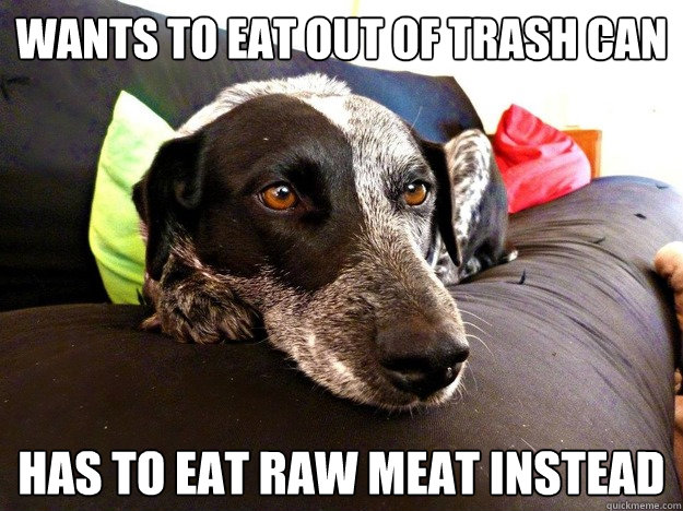 Wants to eat out of trash can Has to eat raw meat instead  First World Dog problems