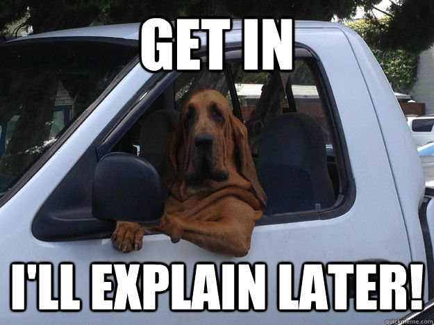 Get in I'll explain later! - Get in I'll explain later!  Get In Dog