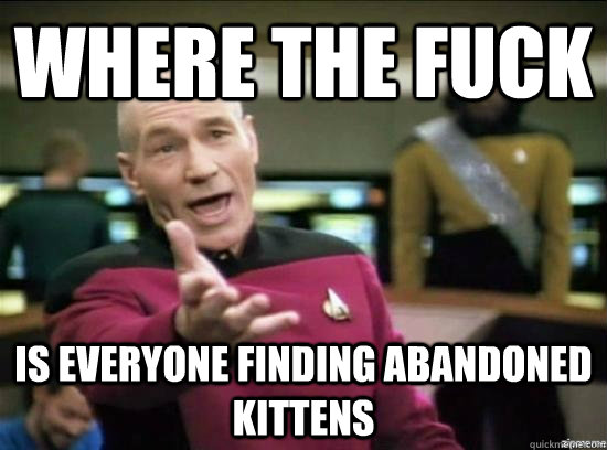 Where the fuck is everyone finding abandoned kittens  Annoyed Picard HD