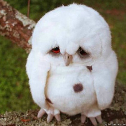     -      Emo Owl
