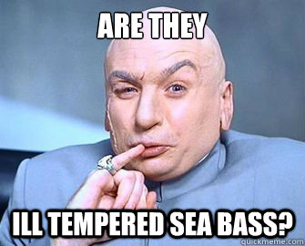 Are they Ill Tempered Sea Bass? - Are they Ill Tempered Sea Bass?  Technical Dr Evil