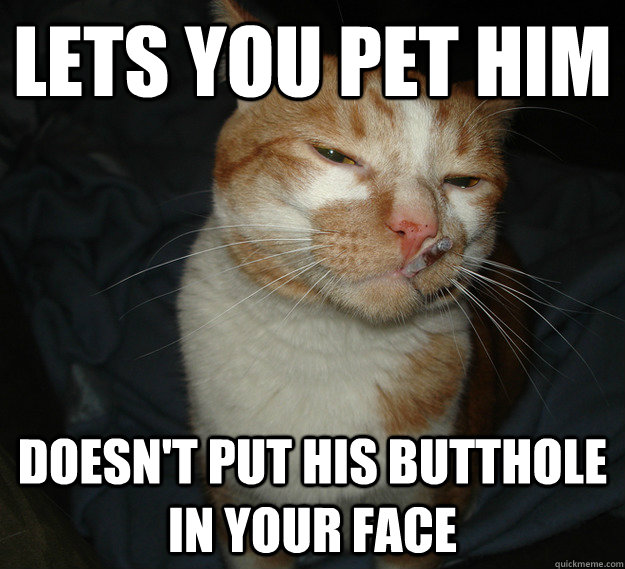 Lets you pet him Doesn't put his butthole in your face  Good Guy Cat