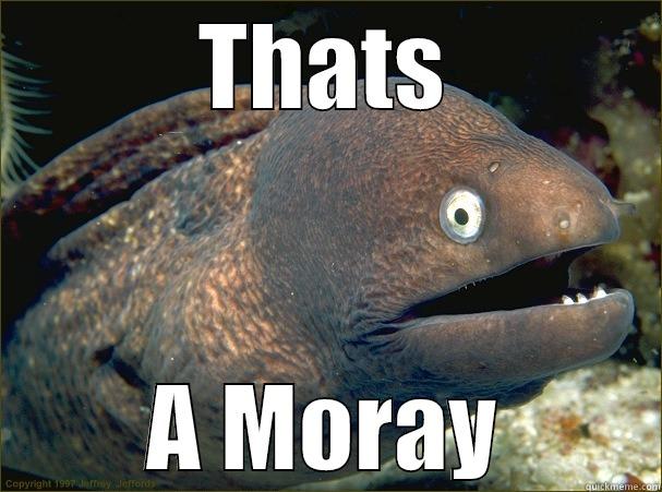 THATS A MORAY Bad Joke Eel