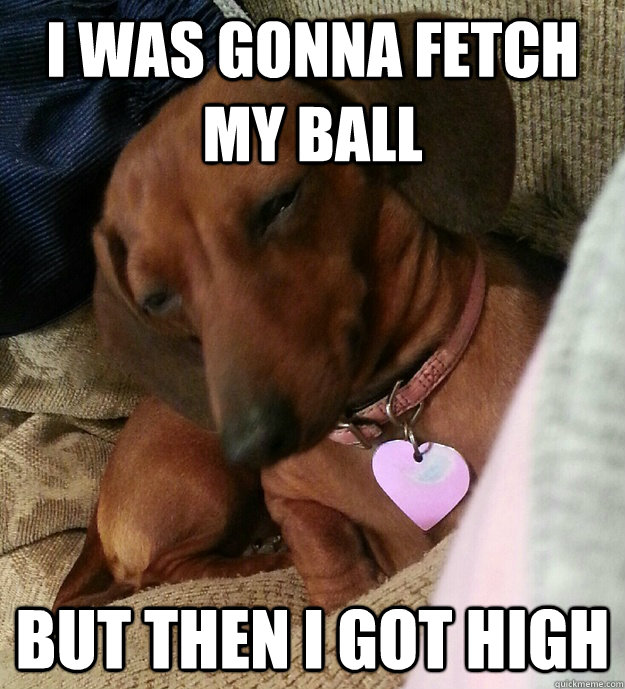 I was gonna fetch my ball But then I got high  