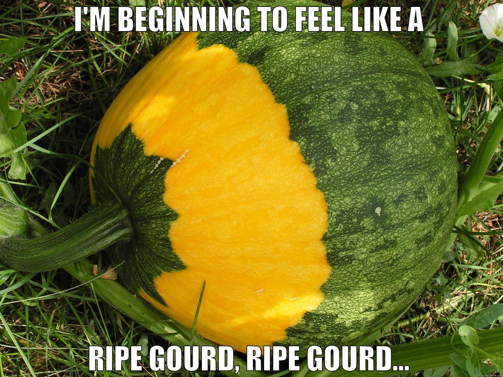 Beginning to feel like a ripe gourd - I'M BEGINNING TO FEEL LIKE A RIPE GOURD, RIPE GOURD… Misc