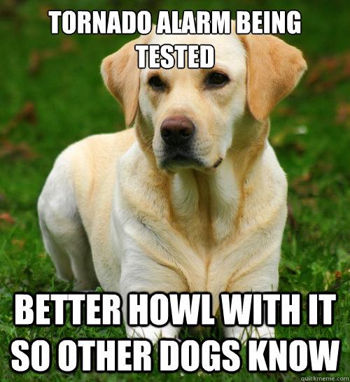 Tornado Alarm being tested Better howl with it so other dogs know  Dog Logic