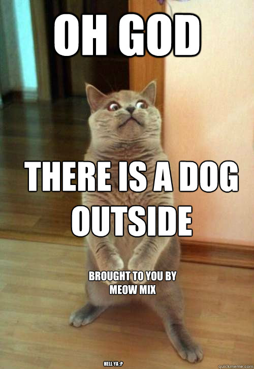 Oh god there is a dog outside hell ya :p brought to you by meow mix  Horrorcat