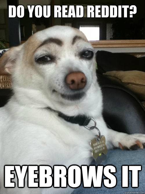 Do you READ reddit? EYEBROWS IT  Eyebrows Dog