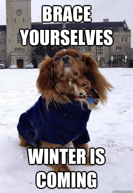 Brace yourselves Winter is coming  Winter is coming dog
