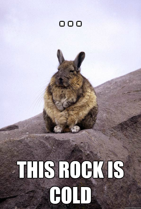 . . . This rock is cold  Wise Wondering Viscacha