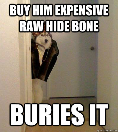 BUY HIM EXPENSIVE RAW HIDE BONE BURIES IT - BUY HIM EXPENSIVE RAW HIDE BONE BURIES IT  Scumbag dog