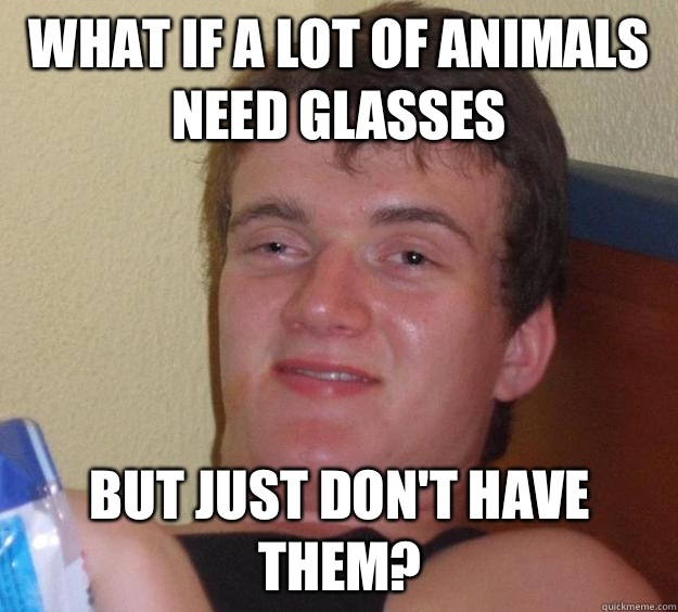 What if a lot of animals need glasses  But just don't have them?  10 Guy