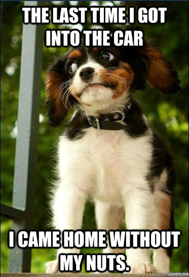 the last time I got into the car I came home without my nuts.  Suspicious Puppy