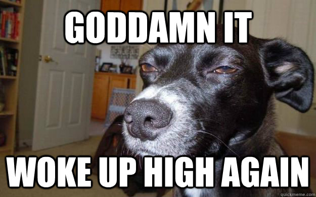 goddamn it woke up high again  Skeptical Mutt