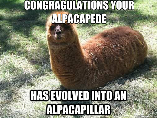 congragulations your alpacapede has evolved into an alpacapillar  - congragulations your alpacapede has evolved into an alpacapillar   Alpacapillar