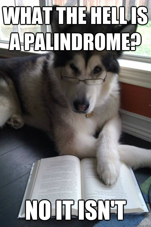What the hell is a palindrome?    No it isn't   Condescending Literary Pun Dog