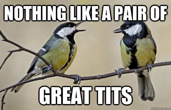 Nothing like a pair of Great TIts - Great Tits - quickmeme.