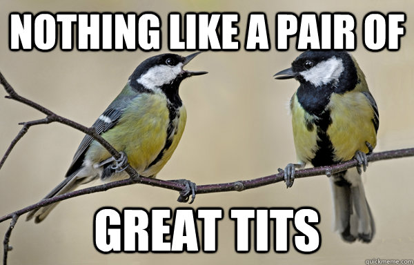 Nothing like a pair of  Great TIts  Great Tits