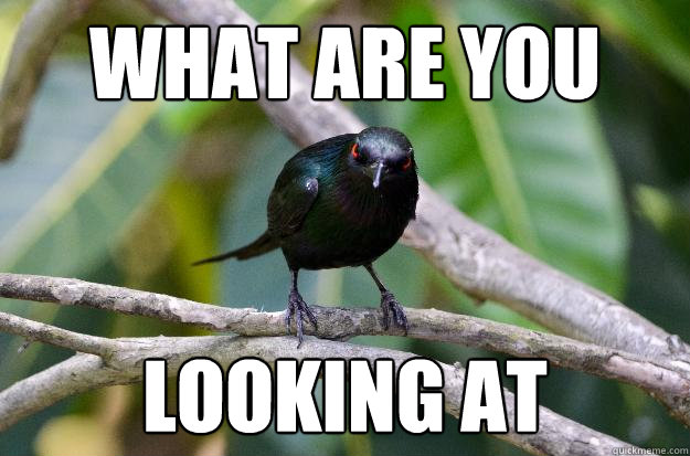 what are you Looking at  