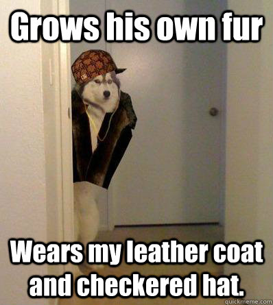 Grows his own fur Wears my leather coat and checkered hat. - Grows his own fur Wears my leather coat and checkered hat.  Scumbag dog