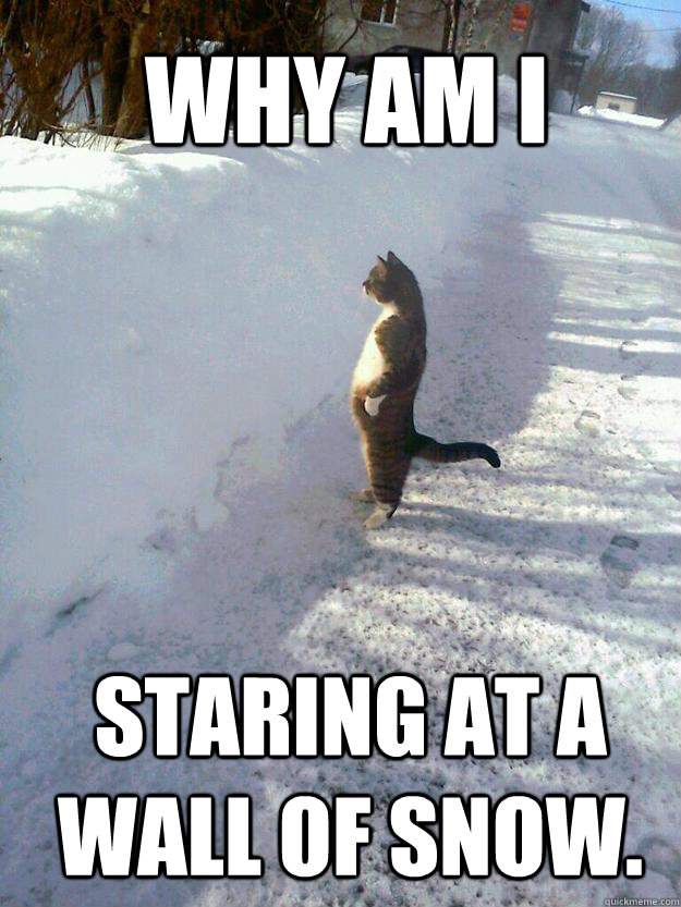 Why am I  staring at a wall of snow. - Why am I  staring at a wall of snow.  CatSnowbank