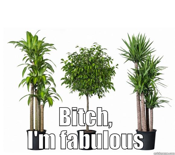  BITCH, I'M FABULOUS Misc