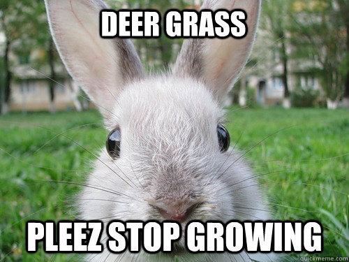 Deer Grass Pleez stop growing  Rabbit webcam