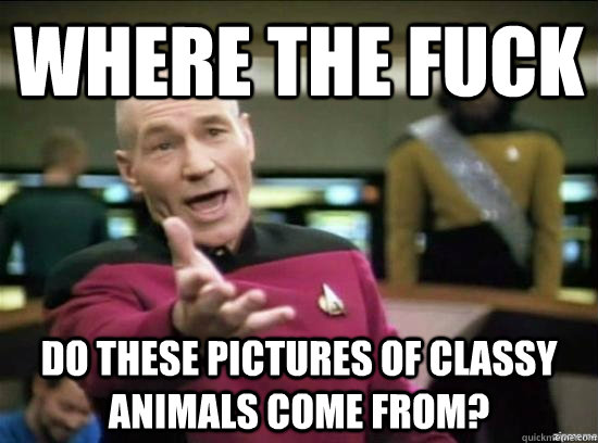 Where the fuck do these pictures of classy animals come from? - Where the fuck do these pictures of classy animals come from?  Annoyed Picard HD