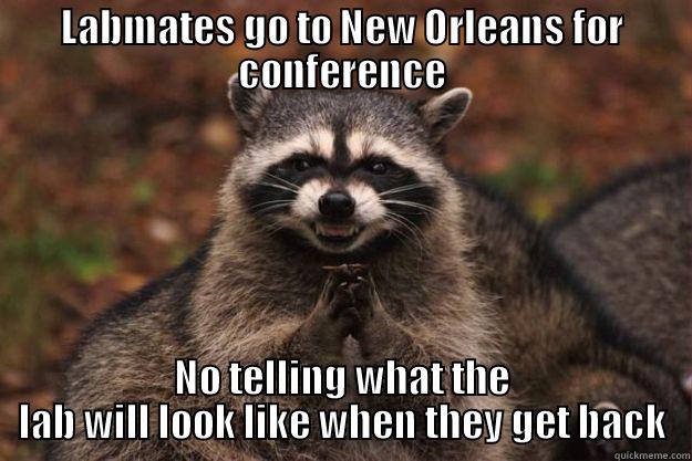 LABMATES GO TO NEW ORLEANS FOR CONFERENCE NO TELLING WHAT THE LAB WILL LOOK LIKE WHEN THEY GET BACK Evil Plotting Raccoon