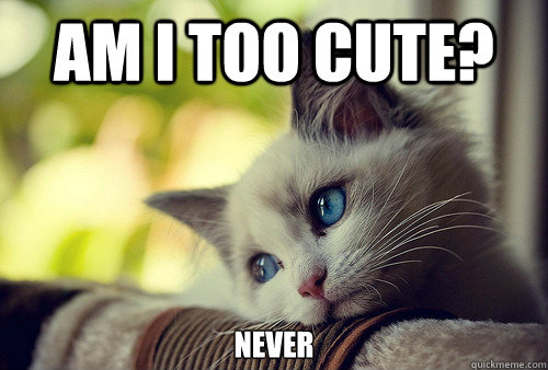 am i too cute? never - am i too cute? never  First World Cat Problems
