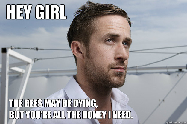 HEY GIRL The bees may be dying,                  but you're all the honey I need.  Feminist Ryan Gosling